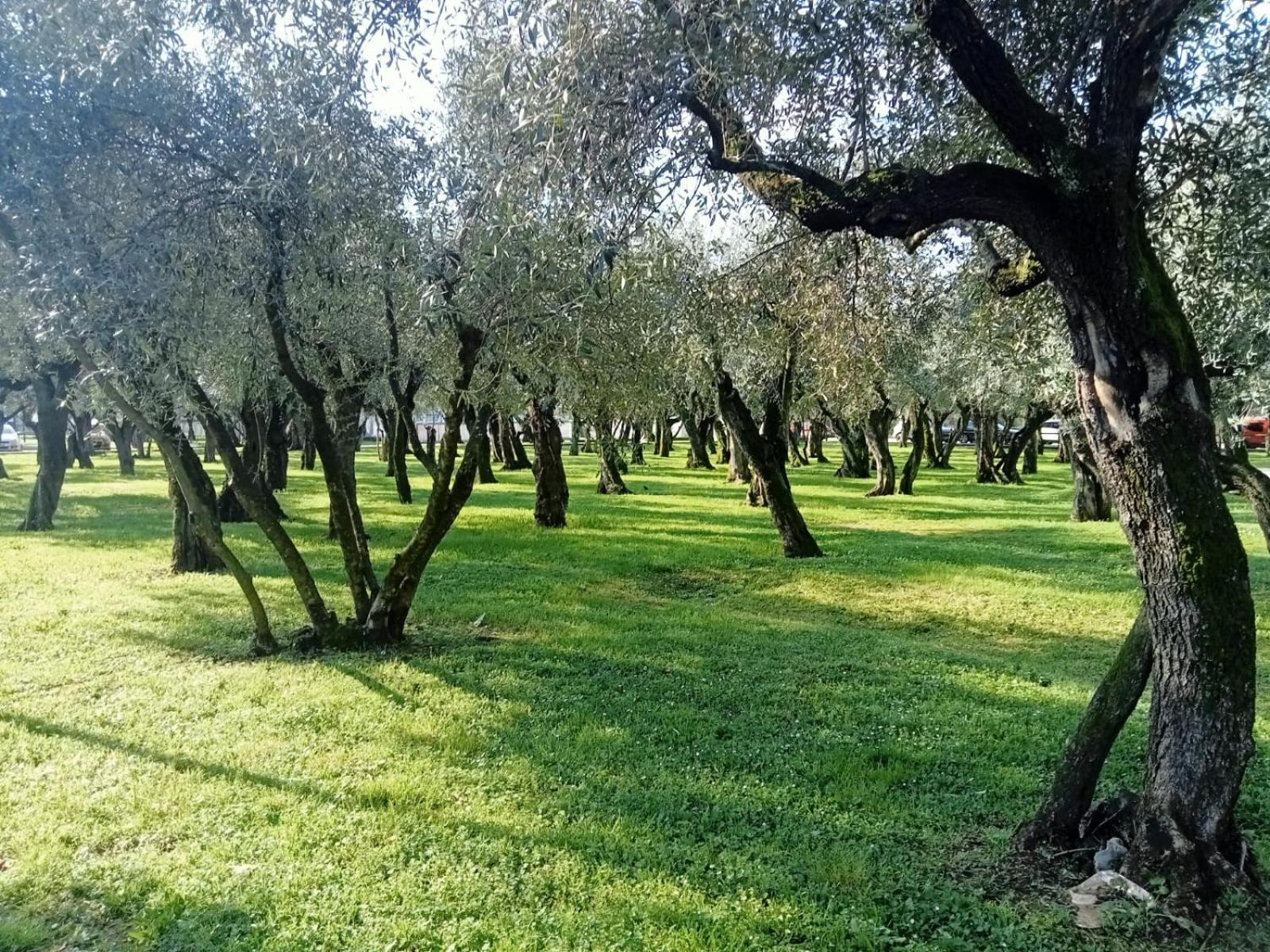 B&B Villa Sabrina Arezzo Bagian luar foto